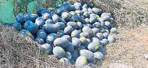 25 ton bumper watermelon one and half acre