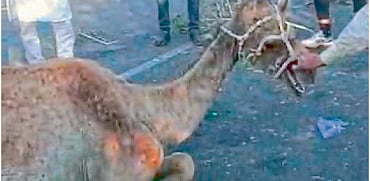 camel