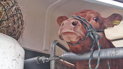 Cow