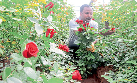 The rose Valentine Nashik will adorn the markets of Delhi and Mumbai