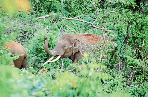 Elephants spotted in Dodamarg Sindhudurg historic event save elephants