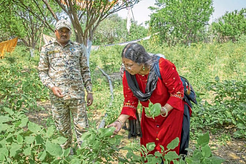 Pench project Now Agro forest tourism