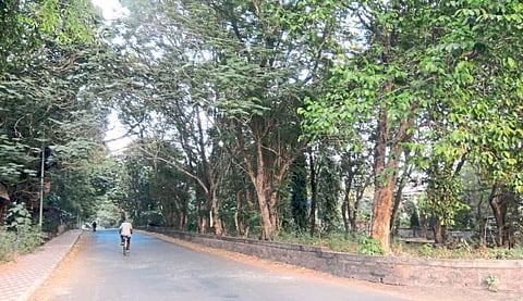सिंधुदुर्गनगरीच्या सौंदर्यात गुलमोहराची भर
