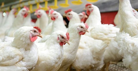 Broiler Chicken
