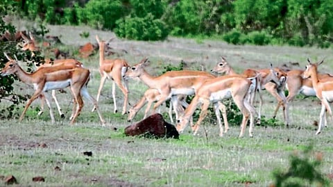 wildlife