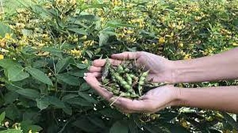 toor crop