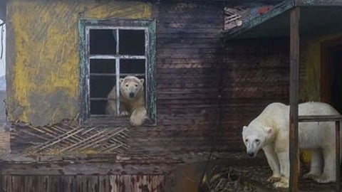 Bear
