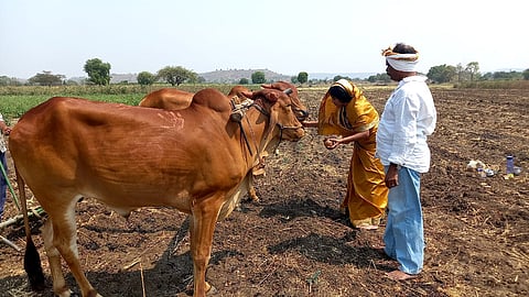 बैलजोडीची पूजा करताना वाकद येथील शेतकरी मनीष जाधव कुटुंब