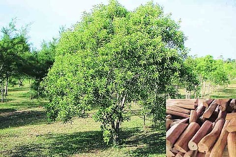चंदन लागवड