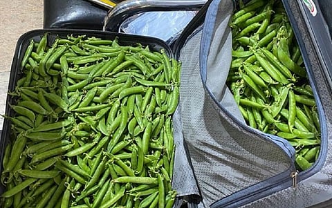 Green Peas