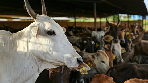 Cowshed
