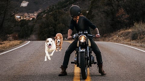 Dogs follow vehicle