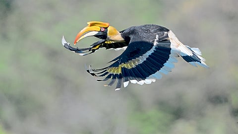bird
