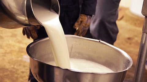 Milk
