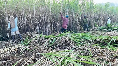 sugarcane