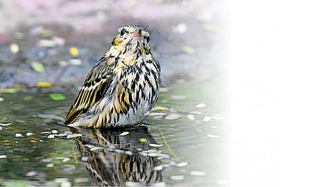 Sparrow
