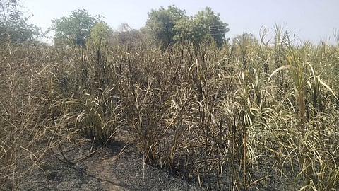 Sugarcane Burned In Aurangabad