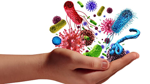 Immune System