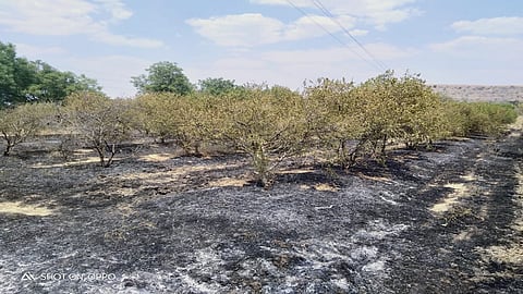 Pomegranate Garden Burned