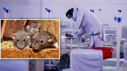 patient was bitten by a rat