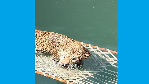 Leopard News