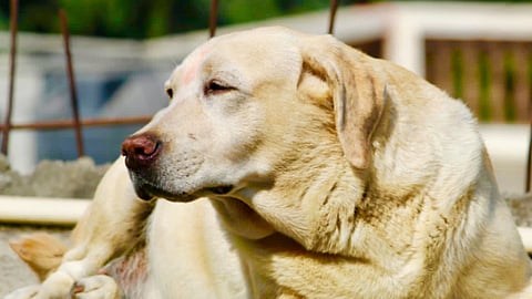 Rani Dog