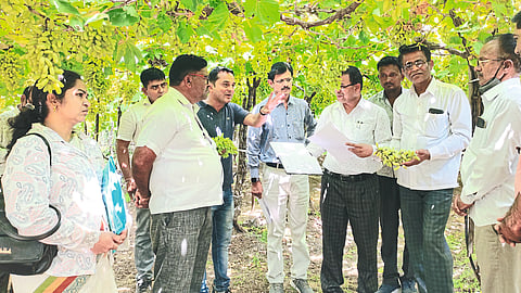 रासायनिक औषधाने द्राक्षबागांचे नुकसान; कृषी विभागाकडून पंचनामे