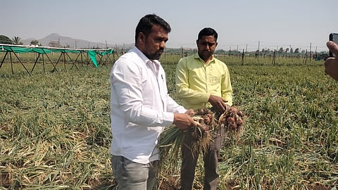 Agriculture damage