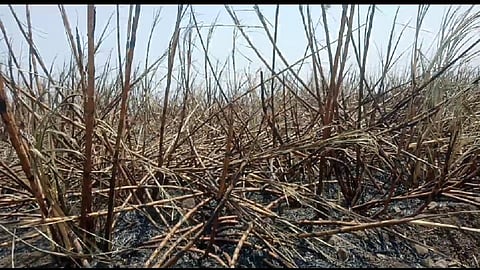 Sugarcane Grower Farmers News