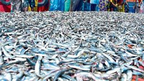 weather update Tarli fish found in large numbers on the konkan coast