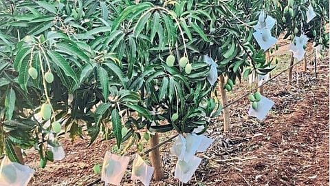 Mango damage