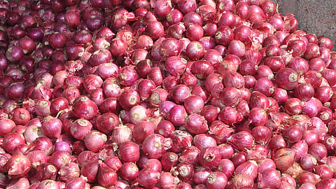 onion stock
