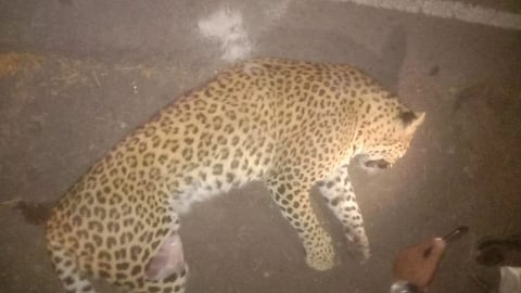 Leopards killed Asian highway third incident Valva