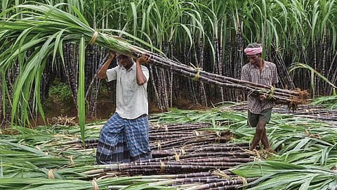 Sugarcane