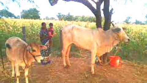 Widow farmer adoption scheme implemented in Akola Bachchu Kadu