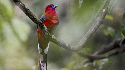 red headed trogon