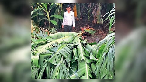 Nanded Pre monsoon rains loss bananas farm