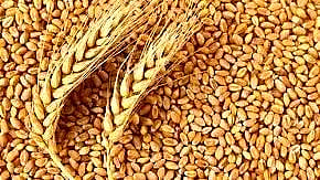 Wheat