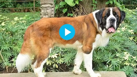 Viral Video of Dog working in Five Star Hotel