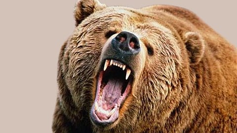 tendu leaf collection Bear attack on youth woman was attacked by Wild boar chandrapur