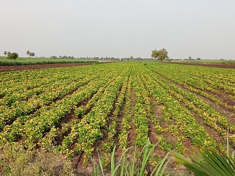 राजमा' पिकामुळे शेतकऱ्यांना फटका
