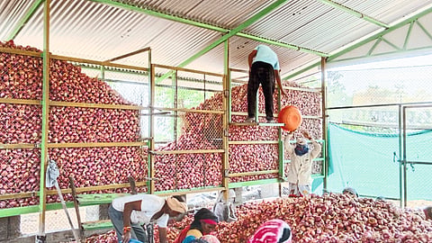 Farmers onion Stocking