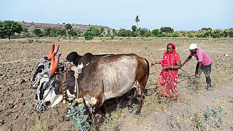 Farmer