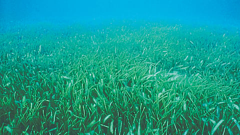 Seaweed