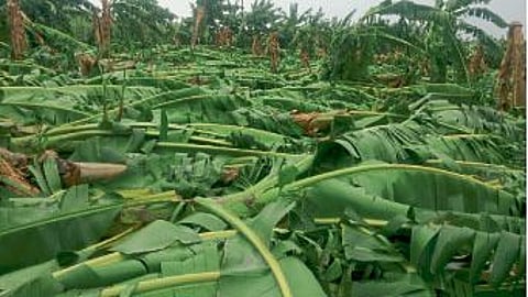 weather update pre monsoon hit crops Damage to orchards rain in konkan maharashtra marathwada vidarbha