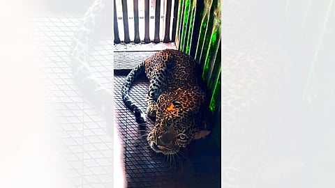 Leopard