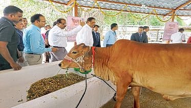 Animal Exhibition