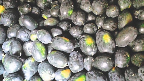 Watermelon