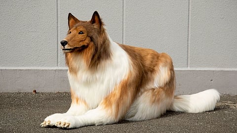 Japanese man becomes a dog