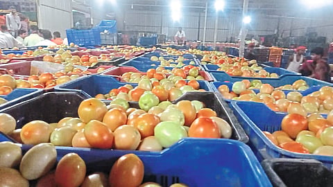 Tomatoes